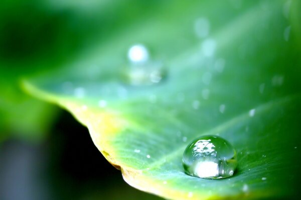 Gota de rocío en un pétalo verde