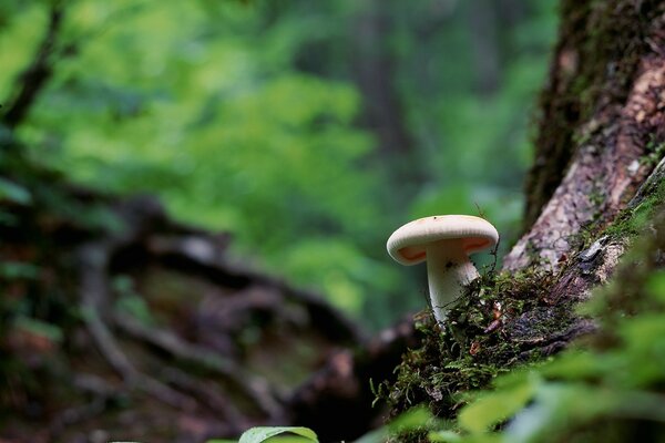 White mushroom with growing moss around