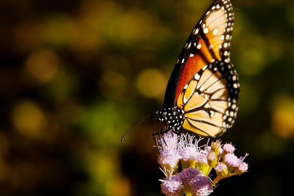 Gelber Schmetterling sitzt auf einer Blume