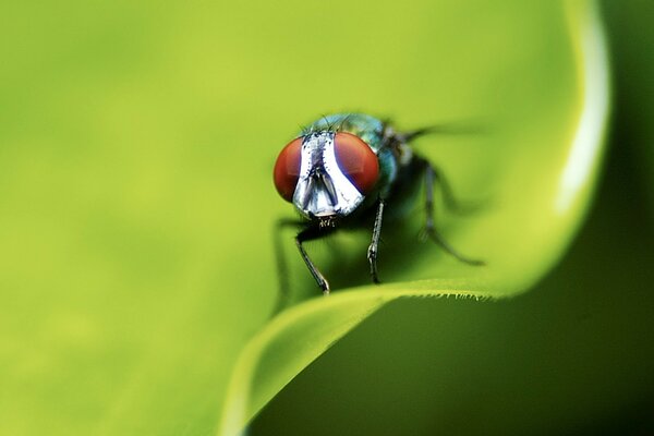 The fly landed on a leaf, a lot of eyes, few legs