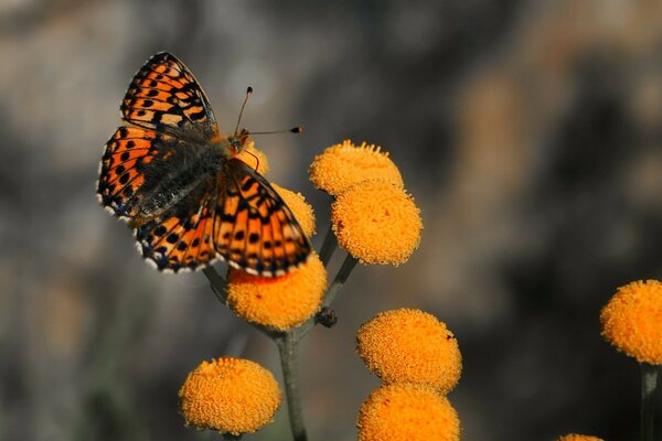 Papillon lumineux assis sur une fleur orange