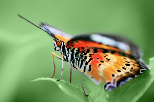 Una mariposa brillante se sienta en las hojas verdes