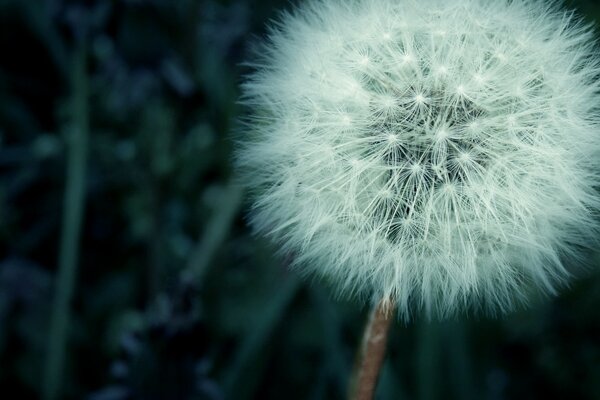 Fluffy dandelion of children s happiness