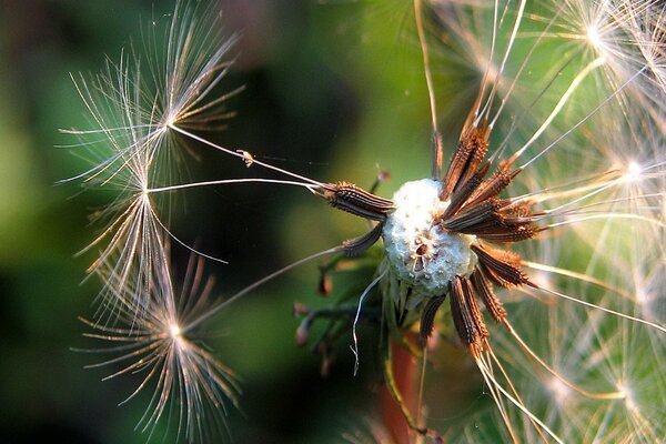 The last seeds of the fading dandelion