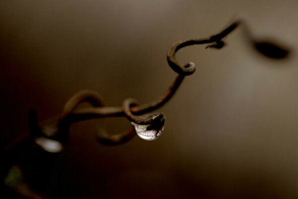 Dried grape tendril in a beautiful curve spiral with a dewdrop