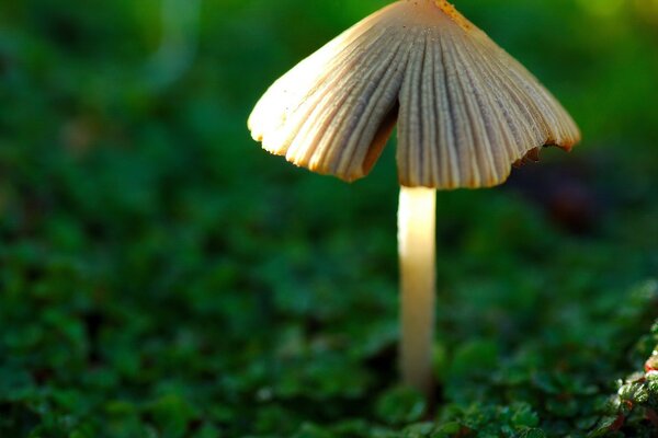 A small fungus in the green grass