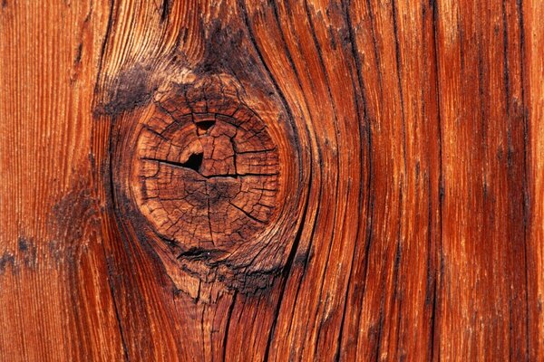 Drawing of a tree knot with cracks