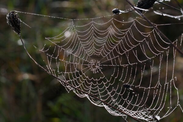 Ragnatela nella rugiada, sensazione di freddo