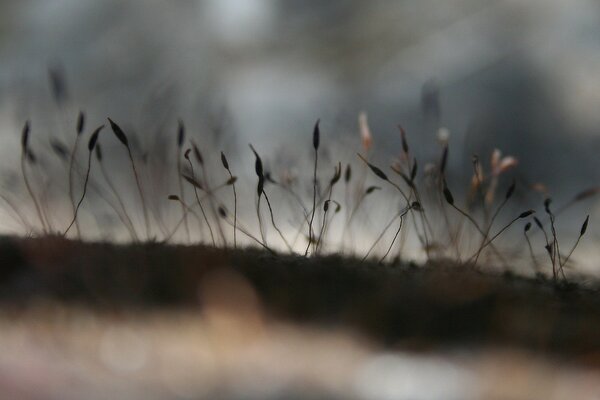 Grass sprouts on dark ground