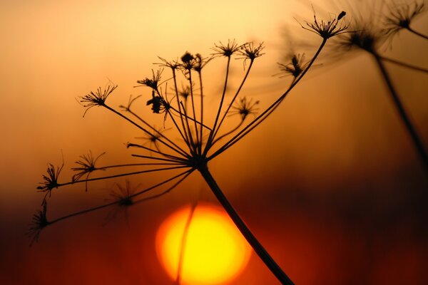 Branche de plante sèche au coucher du soleil