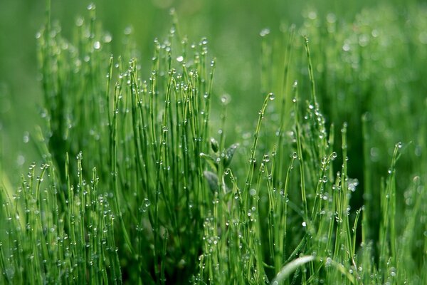 Tautropfen auf dem Rasen. Die Schönheit