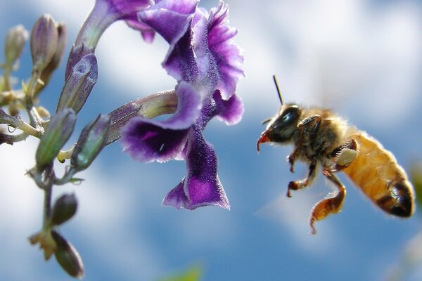 A hardworking bee and a purple flower