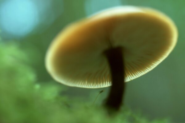 Mushroom with a white cap in the green grass