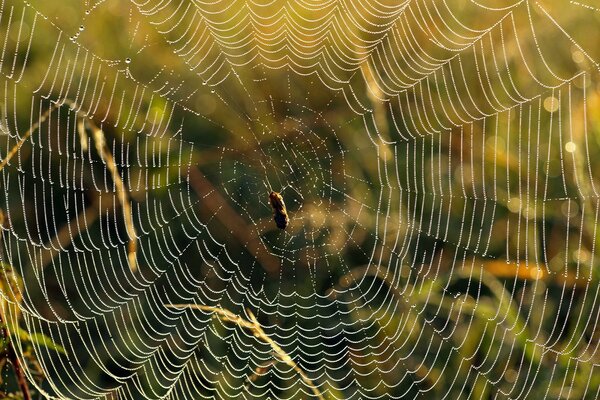 Die Spinne klafft auf einem nassen Spinnennetz