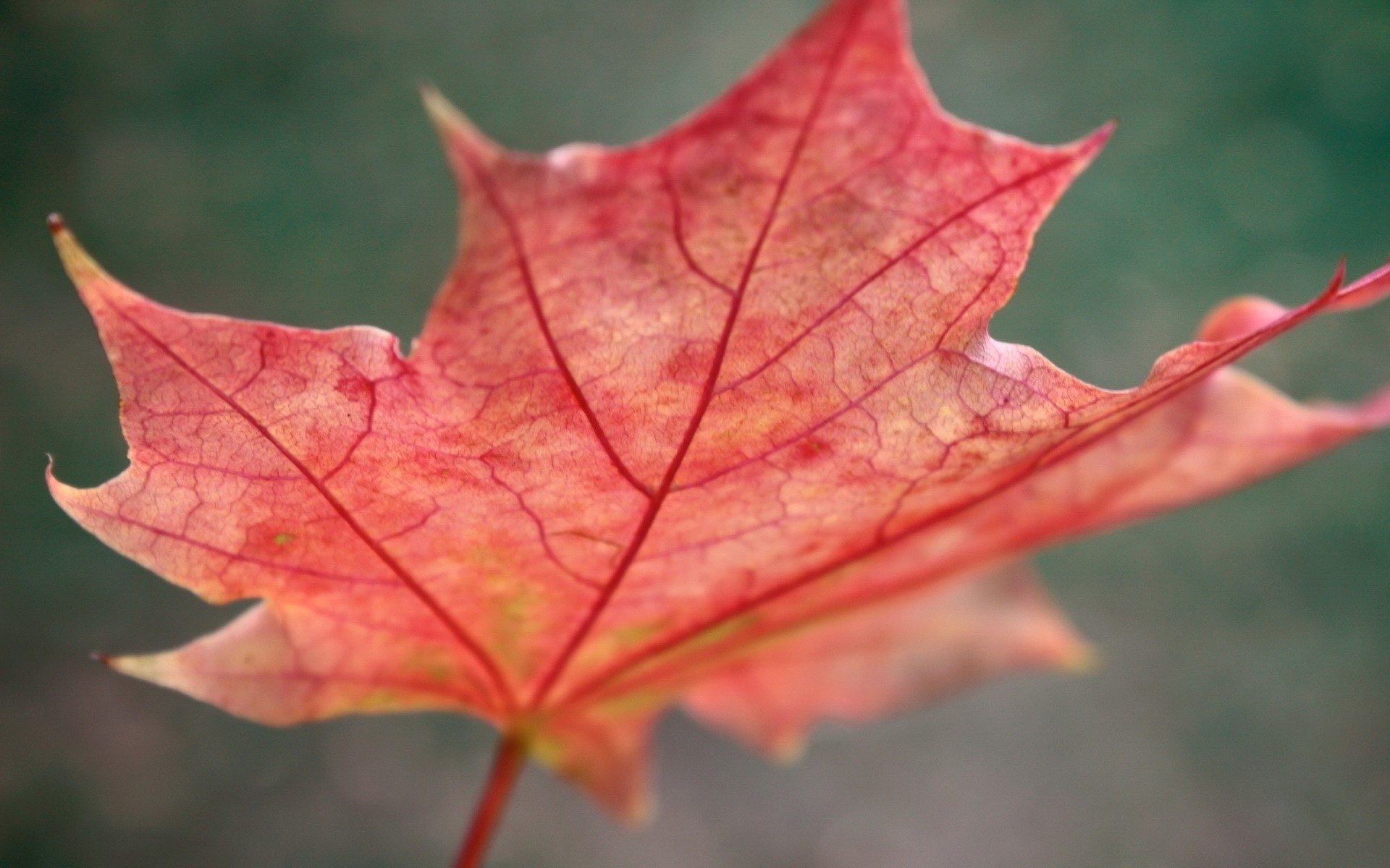 feuille automne rouge