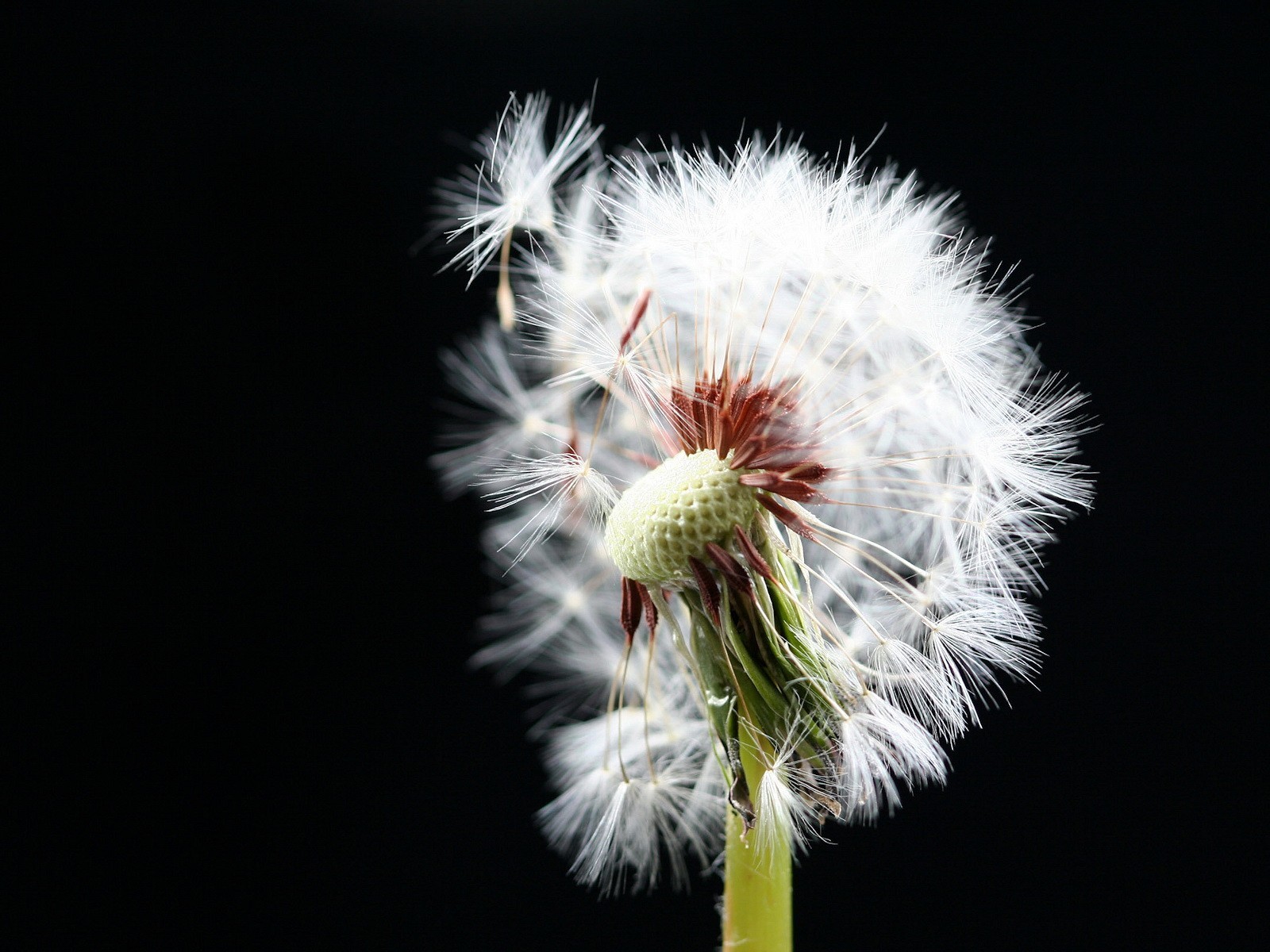 black dandelion pooh