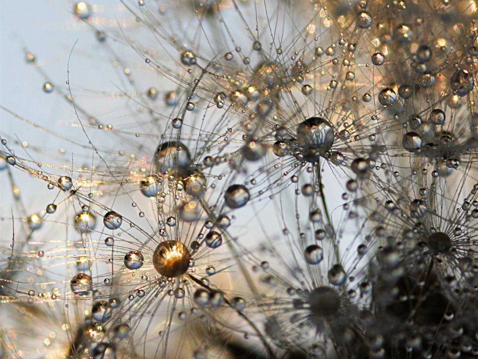 drops dandelion