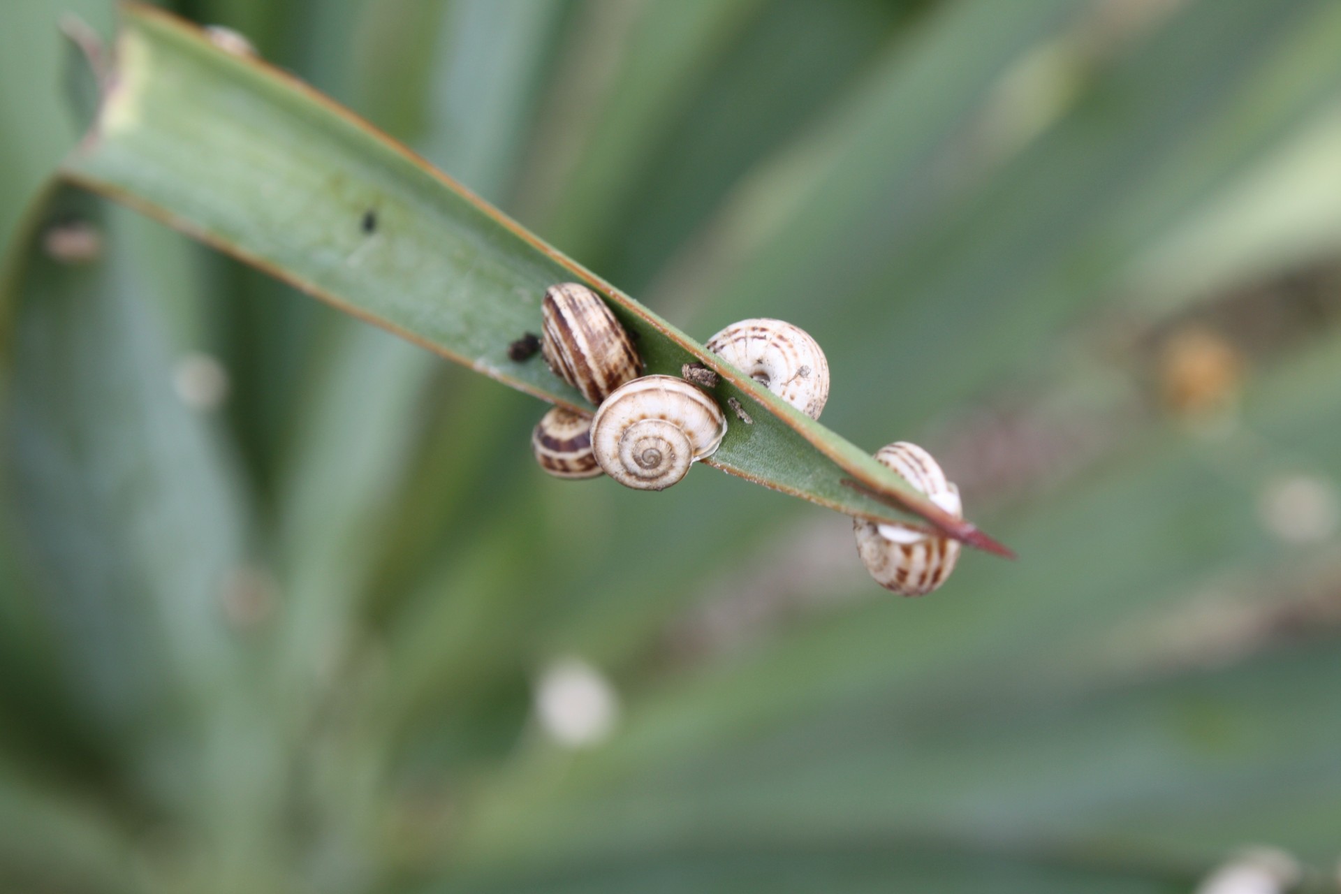 concha caracol hierba verano