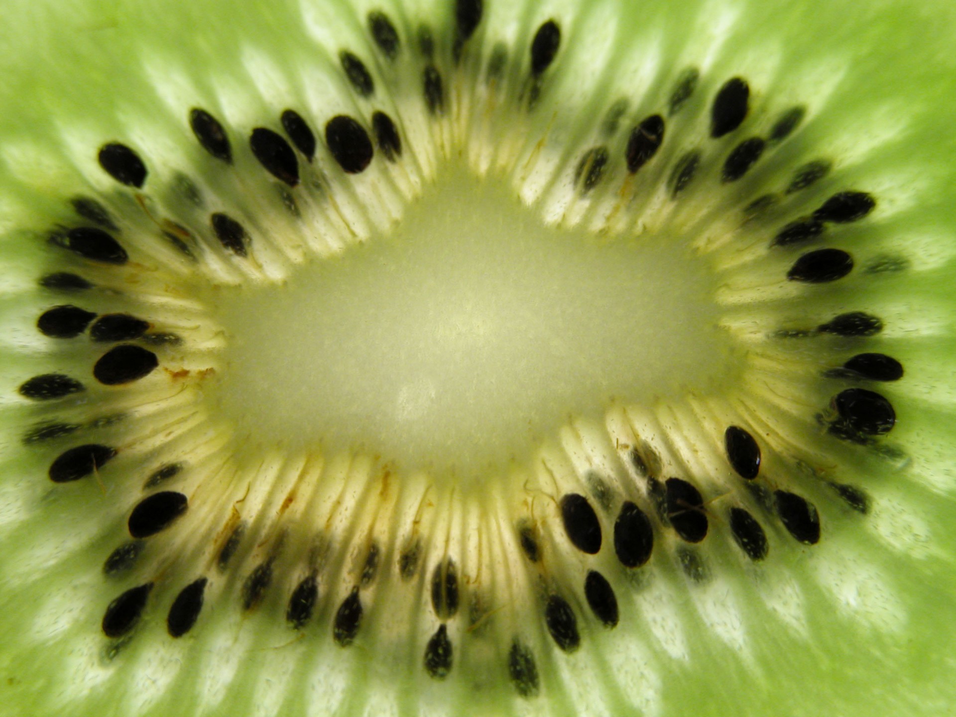 kiwi fruta