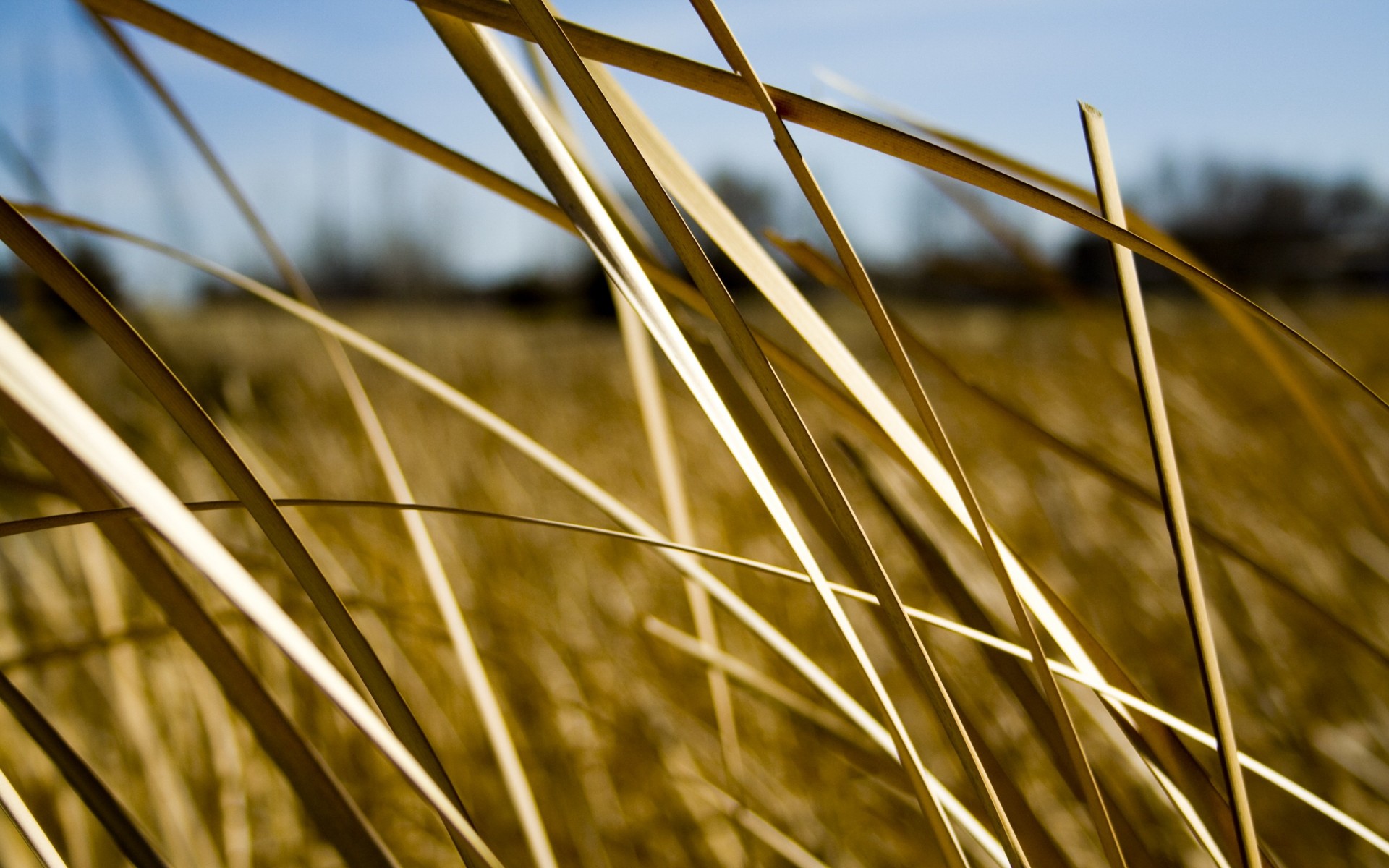 herbe feuilles