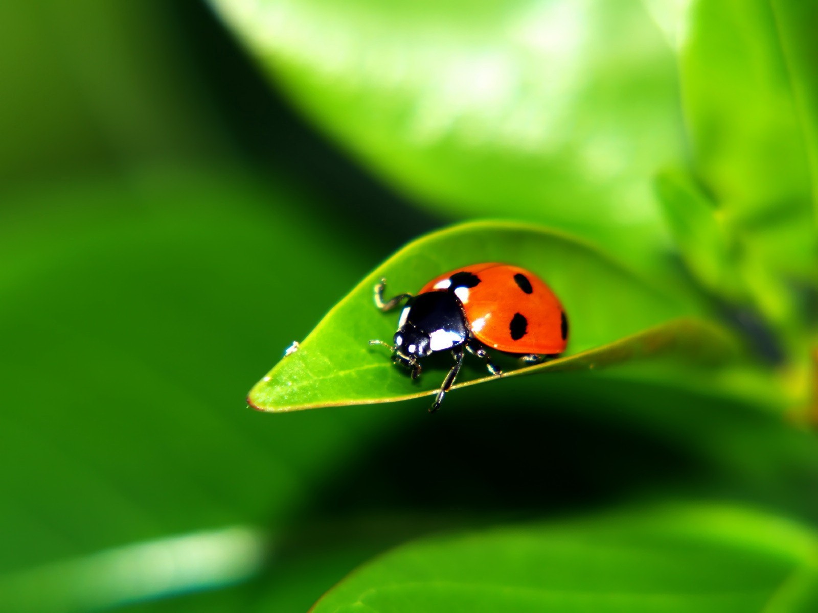 beetle green sheet