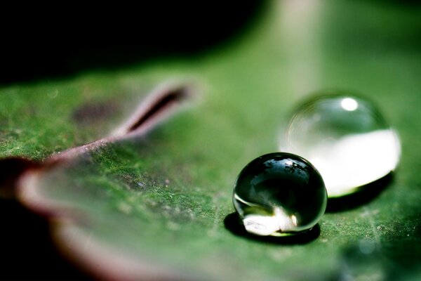 Dew drops on a green leaf