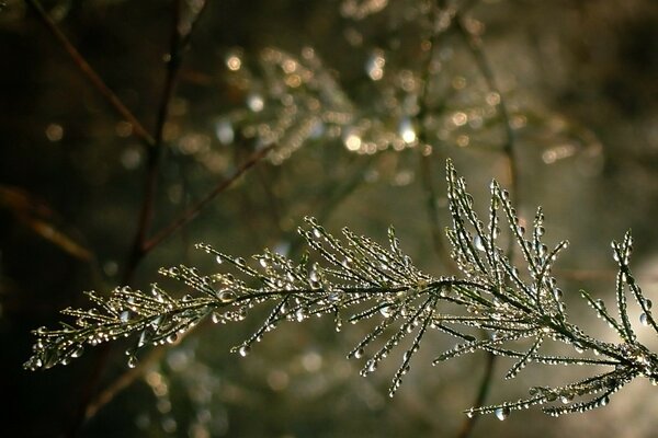 Gouttes sur les branches des arbres