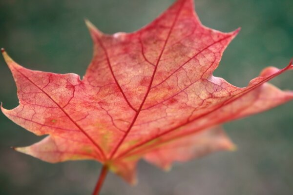 Rotes Blatt auf Herbsthintergrund