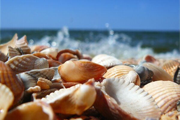 Primo piano di conchiglie in riva al mare