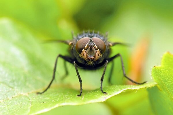 A fly on a green leaf of a tree