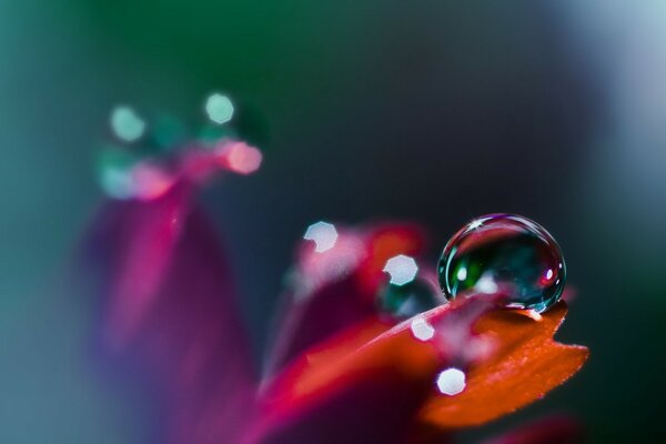 Hermosa gota de agua en el pétalo de la flor