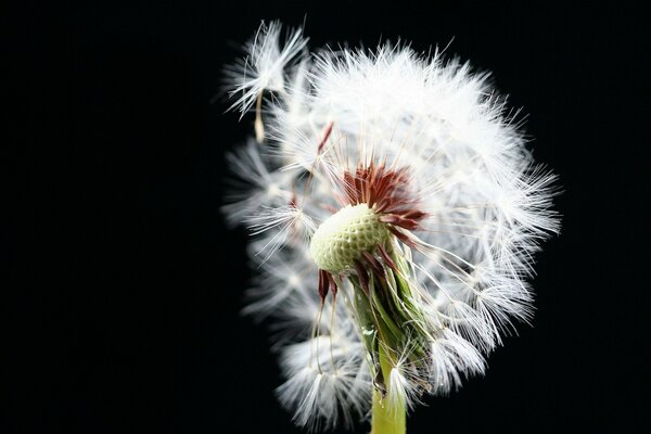 A half-blown dandelion on a dark background