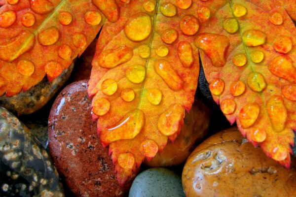 Hojas de otoño en piedras en gotas de agua