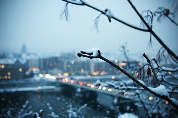 Winter snow city twigs in the snow