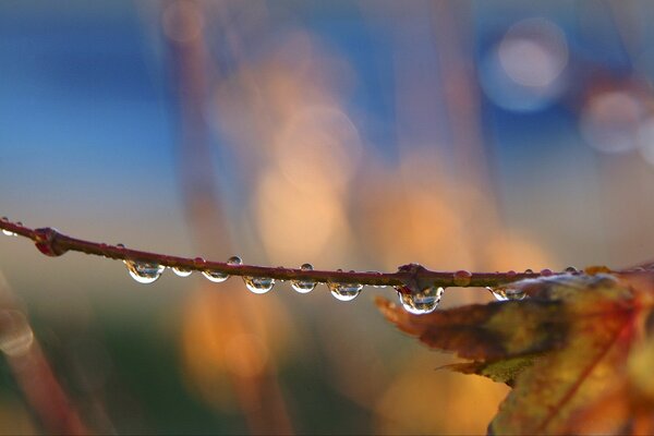 A drop of water on a branch of an autumn tree