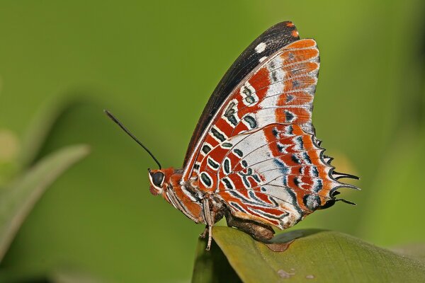 Butterfly with red wings on a leaf