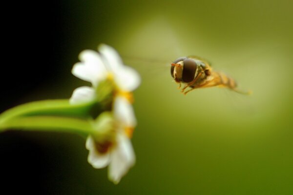 Collecting nectar by a bee from a flower