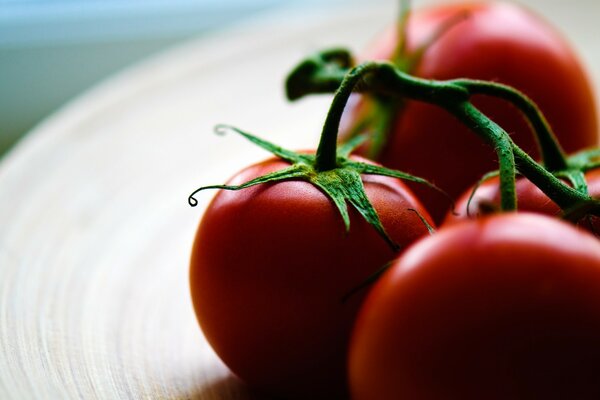 Ein Zweig reife rote Tomaten