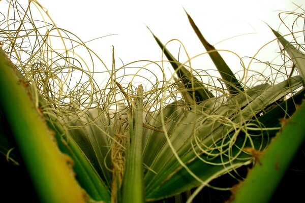 Foto in un campo di mais. Le piante sono Mature nel campo. Riccioli di piante di mais su uno sfondo di pannocchie