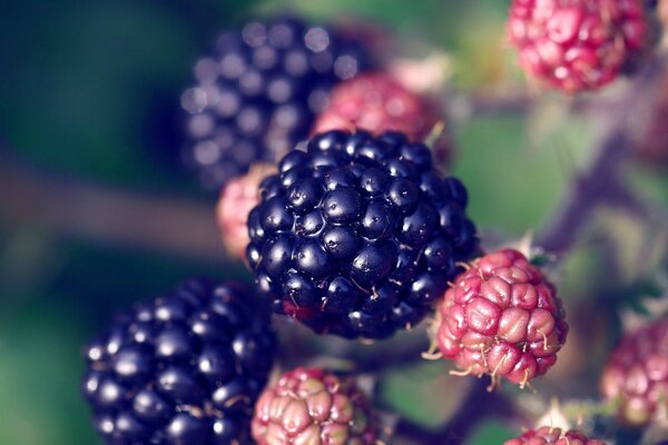 Foto von Brombeeren auf einem Zweig