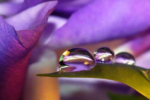 Grosses Gouttes de rosée sur les feuilles lilas