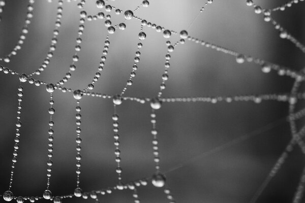 Gotas de rocío en una telaraña delgada