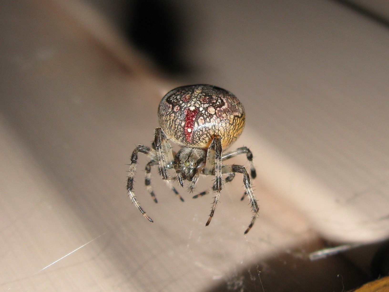 spinne natur insekten