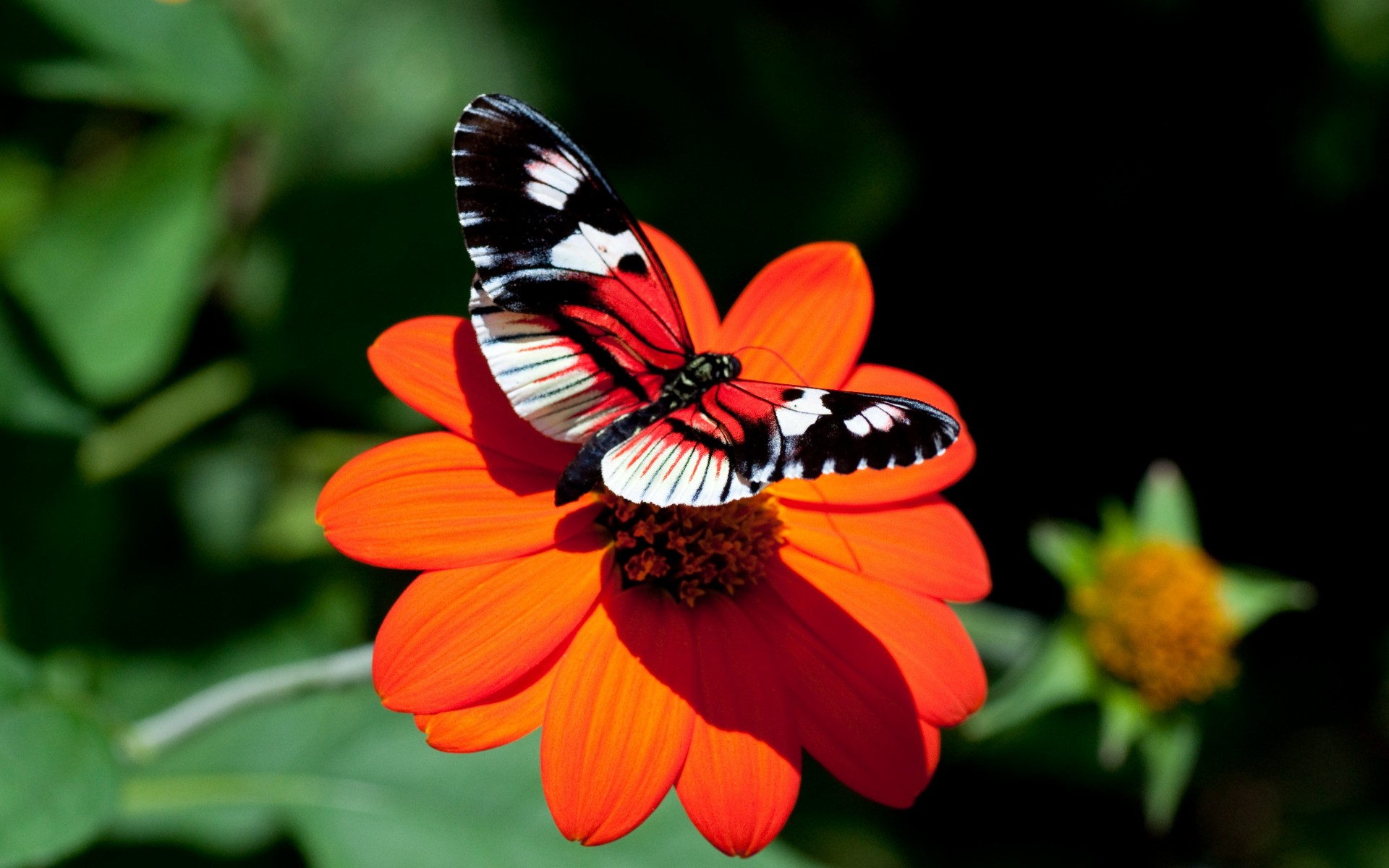 schmetterling aster blume