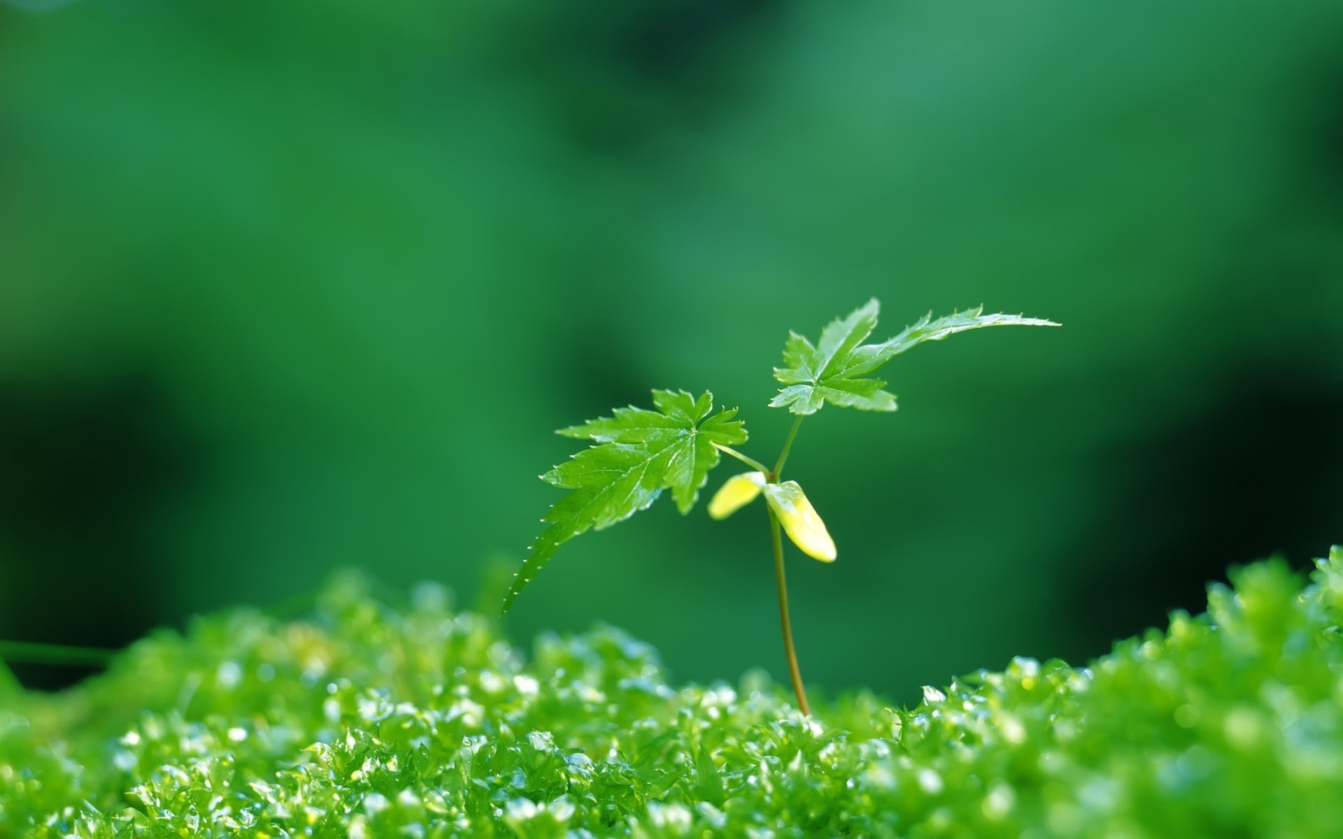 plante vert feuilles