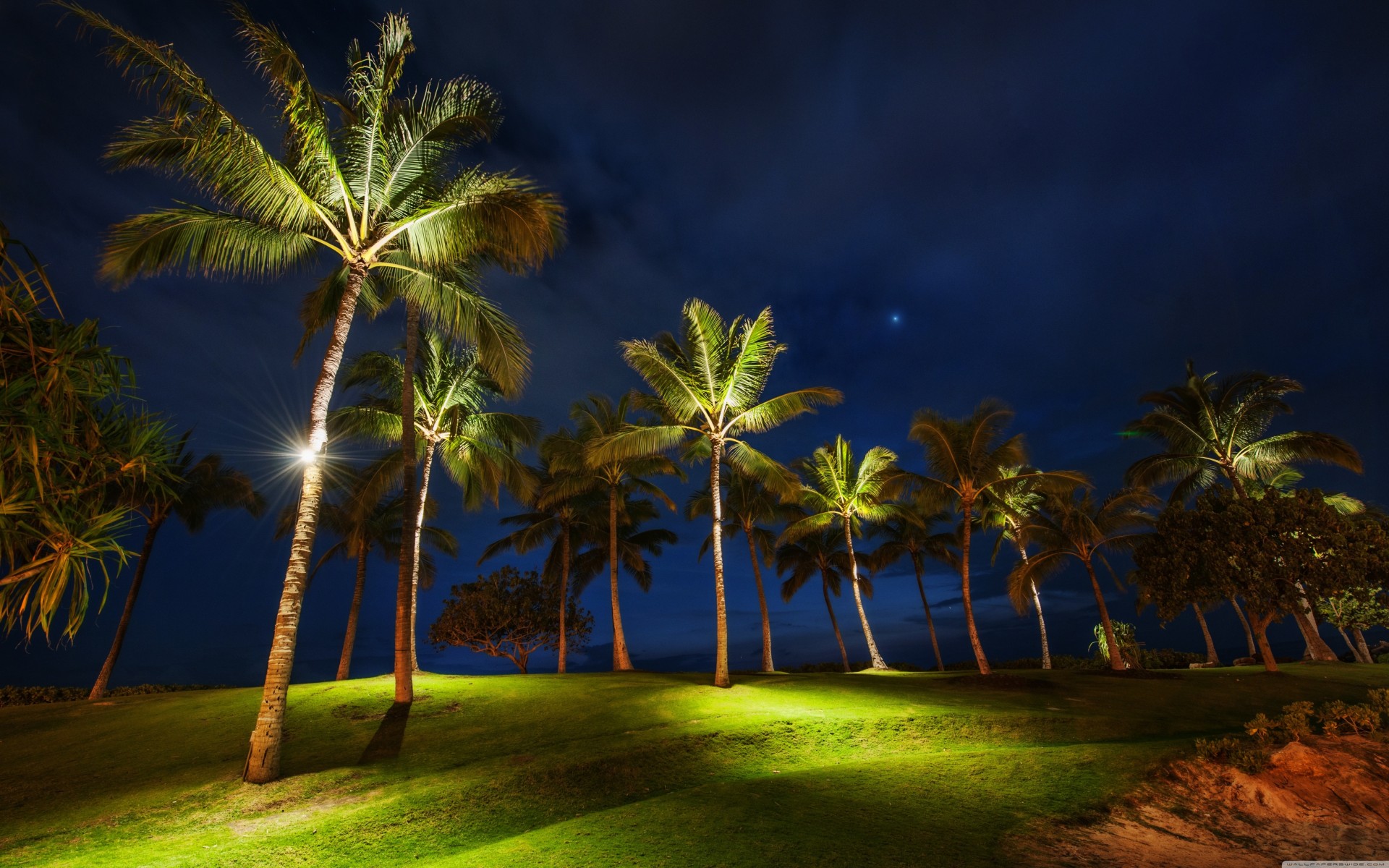 nuit palmiers herbe hawaii oahu champ