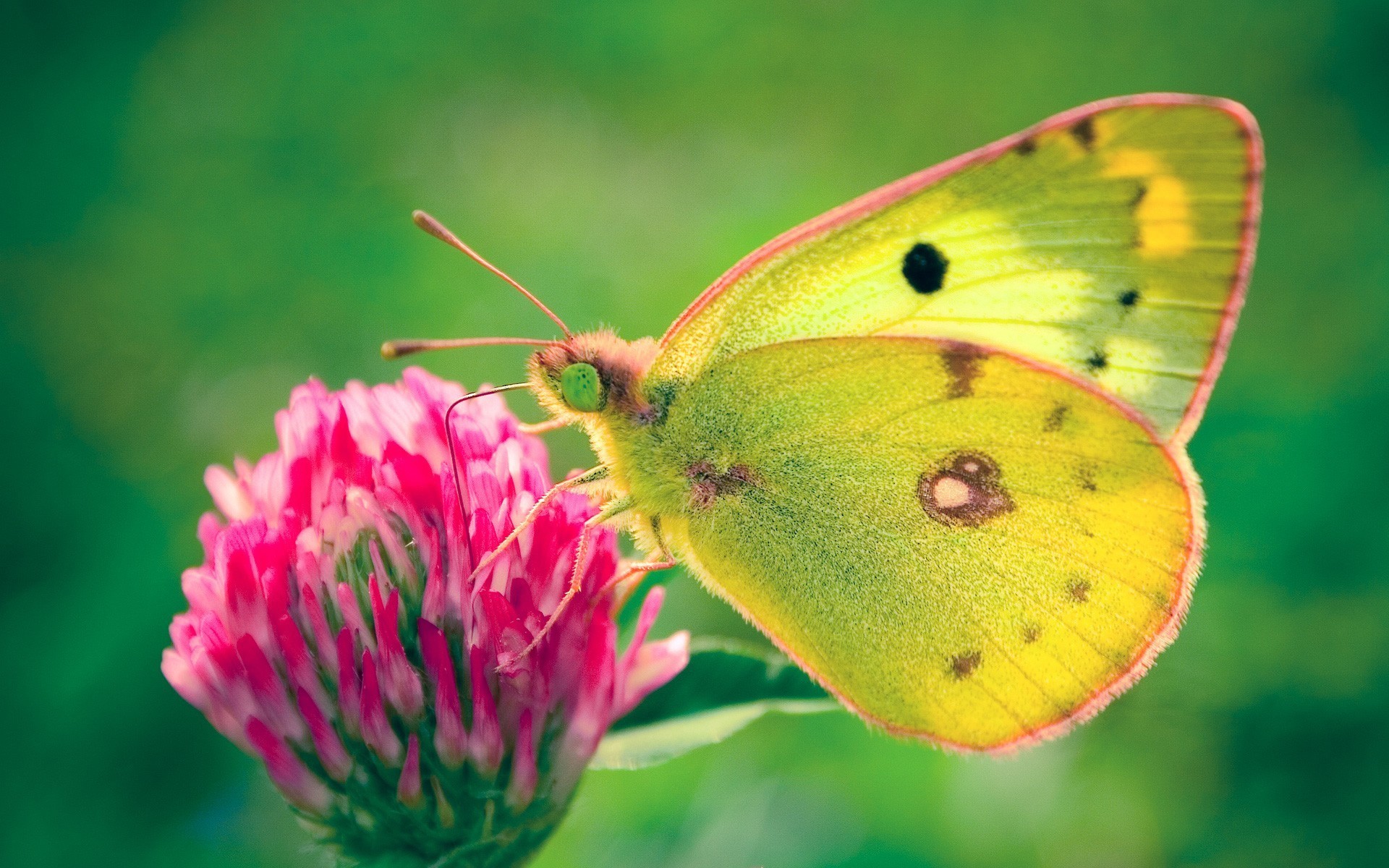 schmetterling klee grün