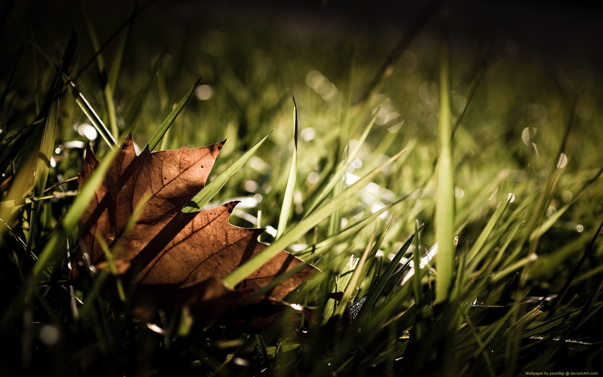 piece grass autumn fall