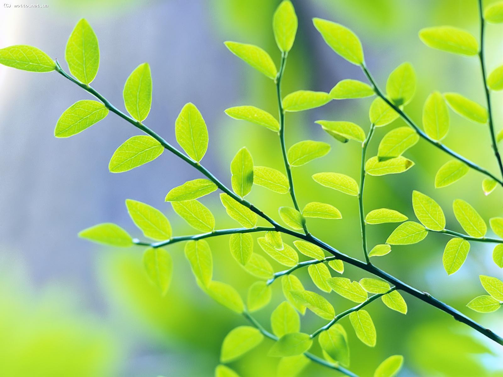 branch leaves green