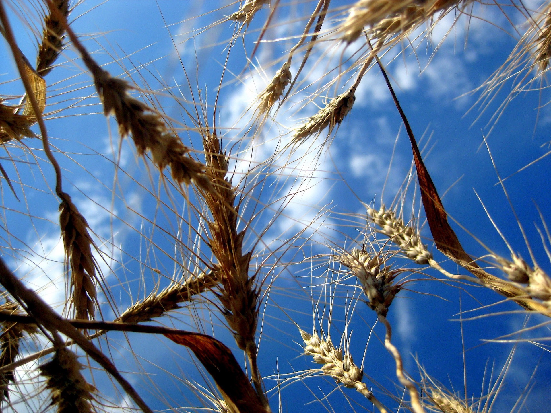 grano campi cielo